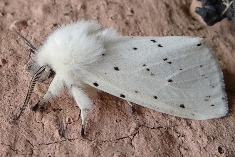 Spilosoma lubricipeda - Erebidae Arctiinae